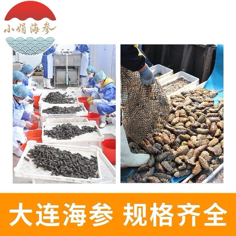 Dalian Instant Sea Cucumber, Frozen Liaoning Sea Cucumber, Fresh and Chewy, Wholesale Price Available for Dropshipping