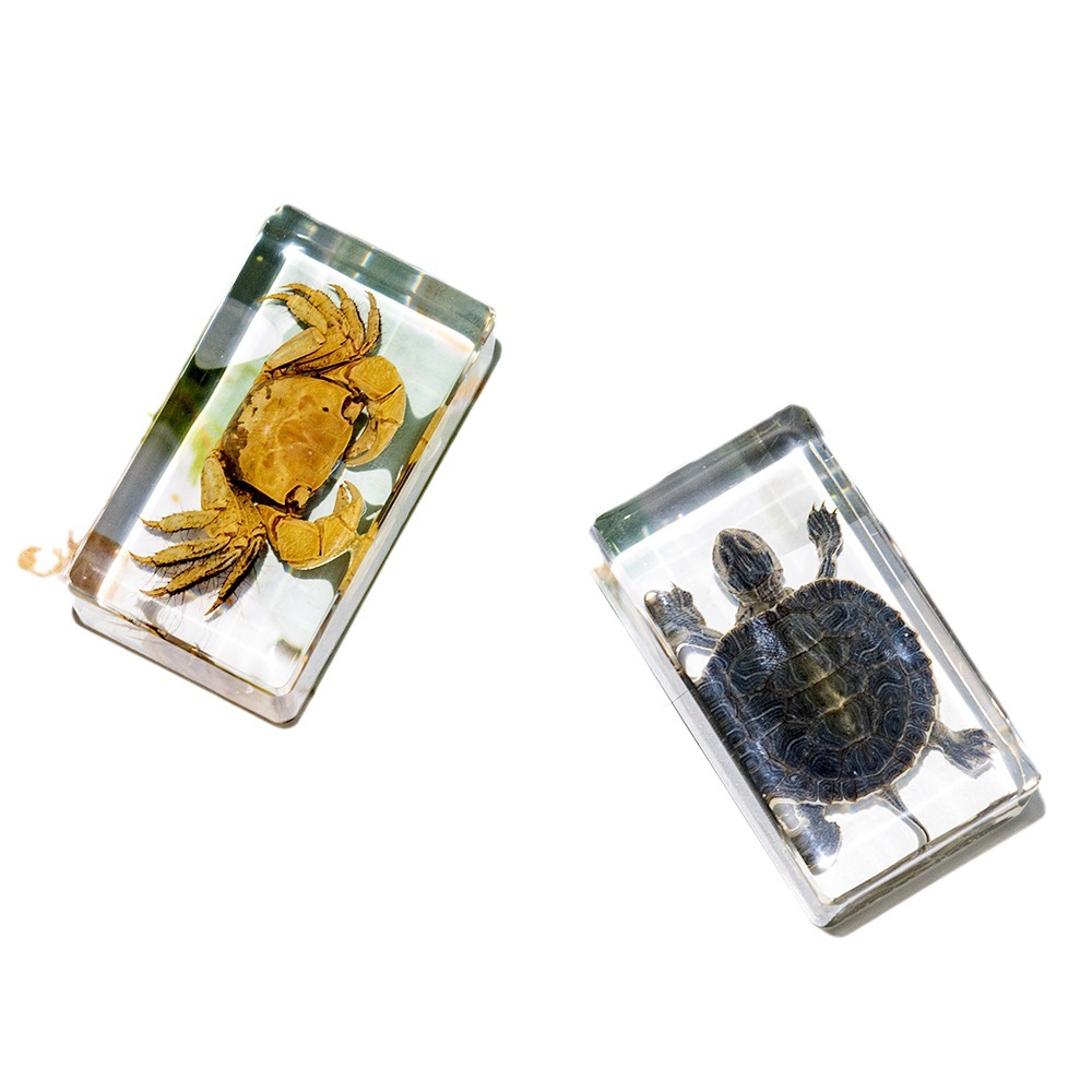 Transparent Resin Brazilian Turtle and Crab Specimens, Home Decoration Small Ornaments, Direct Source Supply, Business Gifts, Promotional Items, Crystal