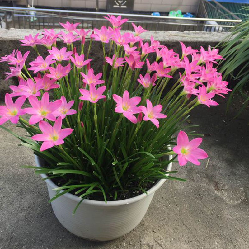 Wind and Rain Orchid Bulbs Pink Wind and Rain Orchid Plant Potted Bulb Flowers Blooming in All Seasons Green Plants Leek Ball Seedlings Wind and Rain Orchid