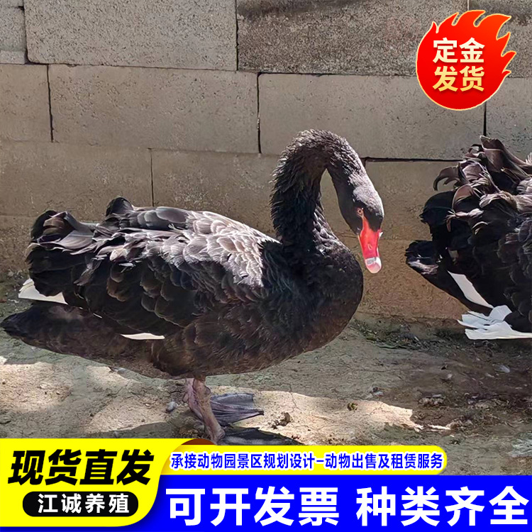 Live Breeding of Black Swans, Price of a Pair of Adult Scenic Spot Ornamental Baby Swans, Purebred Adult Black Swans