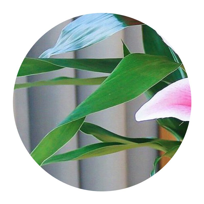 Lucky Bamboo Hydroponic Plant Fine Bamboo with Nutrient Solution Potted Office Green Plant Indoor Air Purification Free Shipping