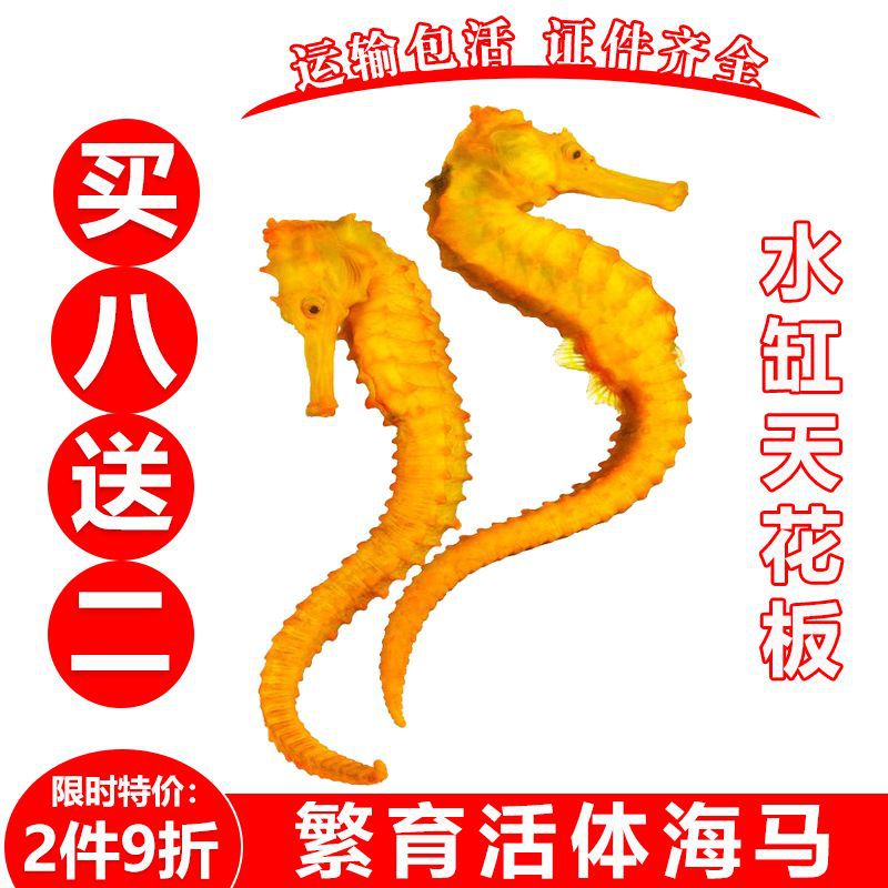 Easy to Raise Live Fish and Sea Horses, Colorful Ornamental Baby Sea Horses, Live Breeding of Sea Horse Seedlings