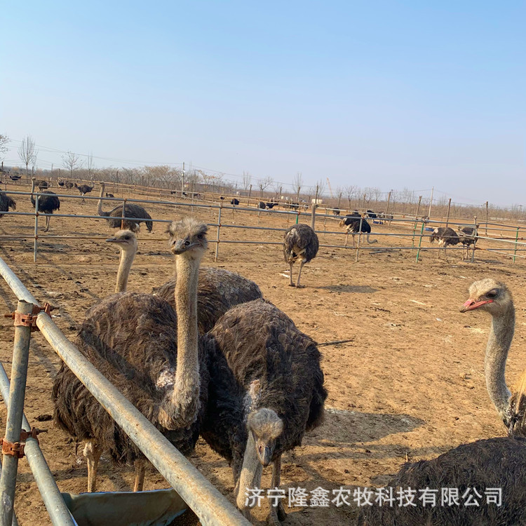Ornamental Adult African Ostrich, Australian Emu, Ready Supply, Wholesale Ostrich Eggs, Ostrich Meat, Ostrich Farm
