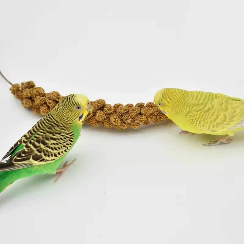 New Millet Parrot Snacks Yellow Millet Husk Yellow Millet Black Phoenix Tiger Skin Feed Bird Food Hamster Squirrel Food