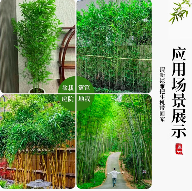 Bamboo Seedlings Courtyard Four-Season Cold-Resistant Plant Ornamental Large Bamboo Potted Purple Bamboo Seedlings Golden Bamboo Luohan Bamboo Green Plants