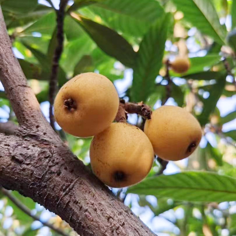 Hangzhou Tangcreek Loquat, White Sand Loquat, White Jade Loquat, Tangxi Fresh Fruit Gift Box Seasonal Fruit