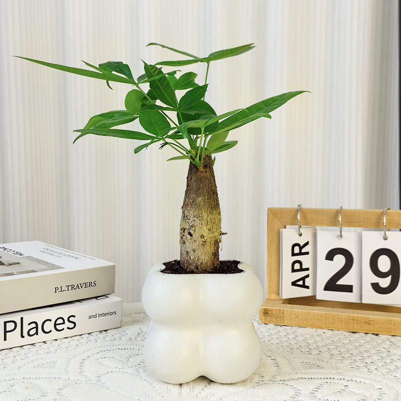 Денежное дерево, горшечные цветы и зеленые растения в офисе, поглощающее формальдегид, очищающее воздух, гидропонное денежное дерево, легкое в уходе