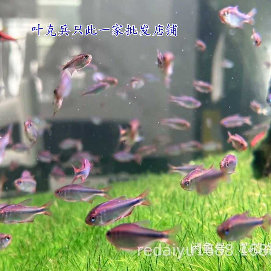 Шанхайская оптовая тропическая рыба, Южная Америка, маленькая ламповая рыба, фиолетовая дьявольская лампа