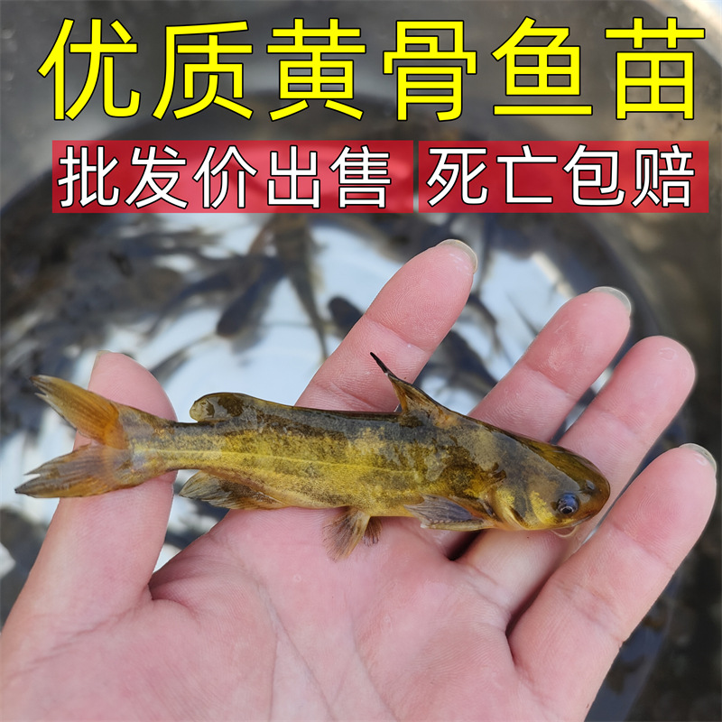 Yellow Spicy Diced Fish Fry, Yellow Catfish Fry, Yellow Bone Fish Fry, Yellow Duck Fry, Yellow Freshwater Cultured Edible Fish Live Animals