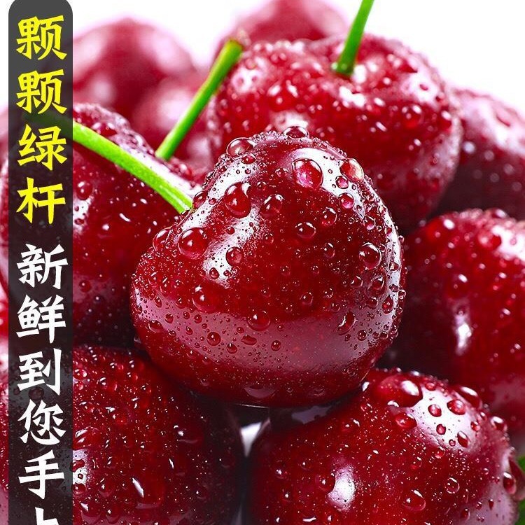 Hh [Sf Express] Tianshui Big Cherry Alpine Open-Air Orchard Freshly Picked Fruits Produced in Gansu