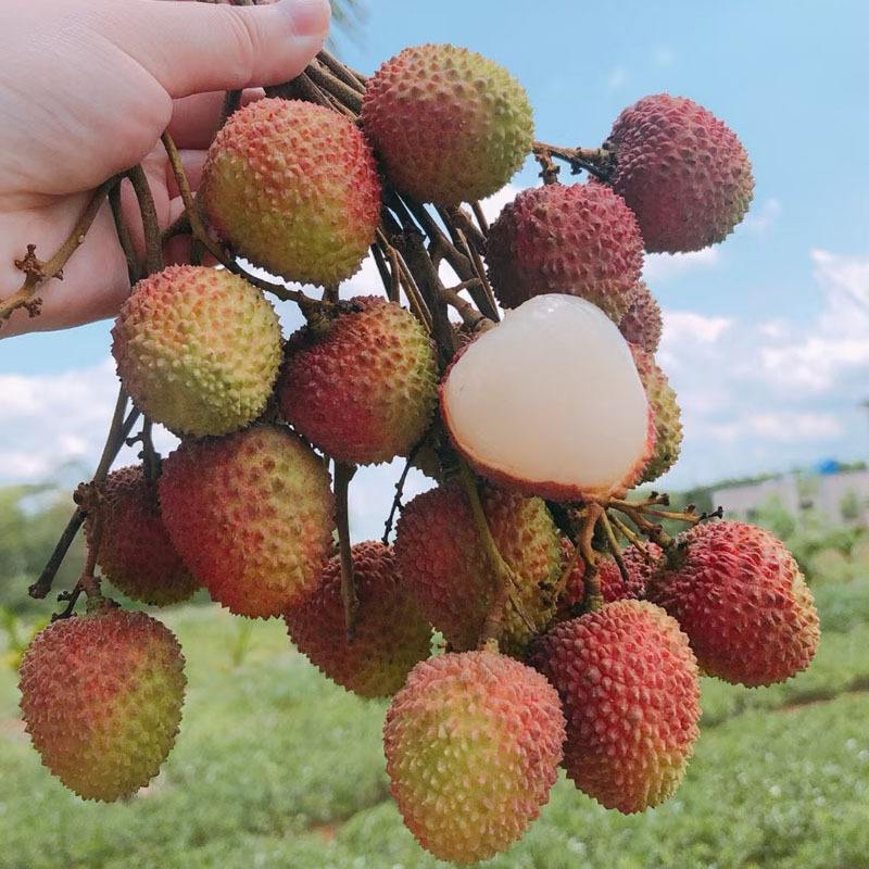[Premium] 2025 Feizixiao Lychee, Freshly Picked, Small, Thick-Fleshed Seasonal Fruit, Net Weight 0.5-2.2kg
