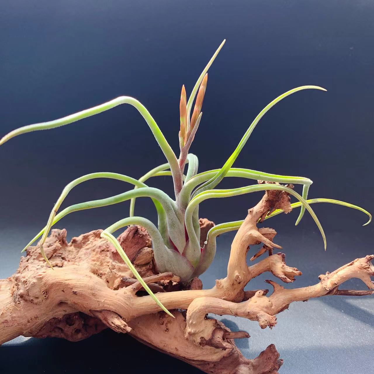 Queen Medusa T.Caput-Medusae Multi-Specification - Factory Direct Supply Base Delivery Air Pineapple Soilless