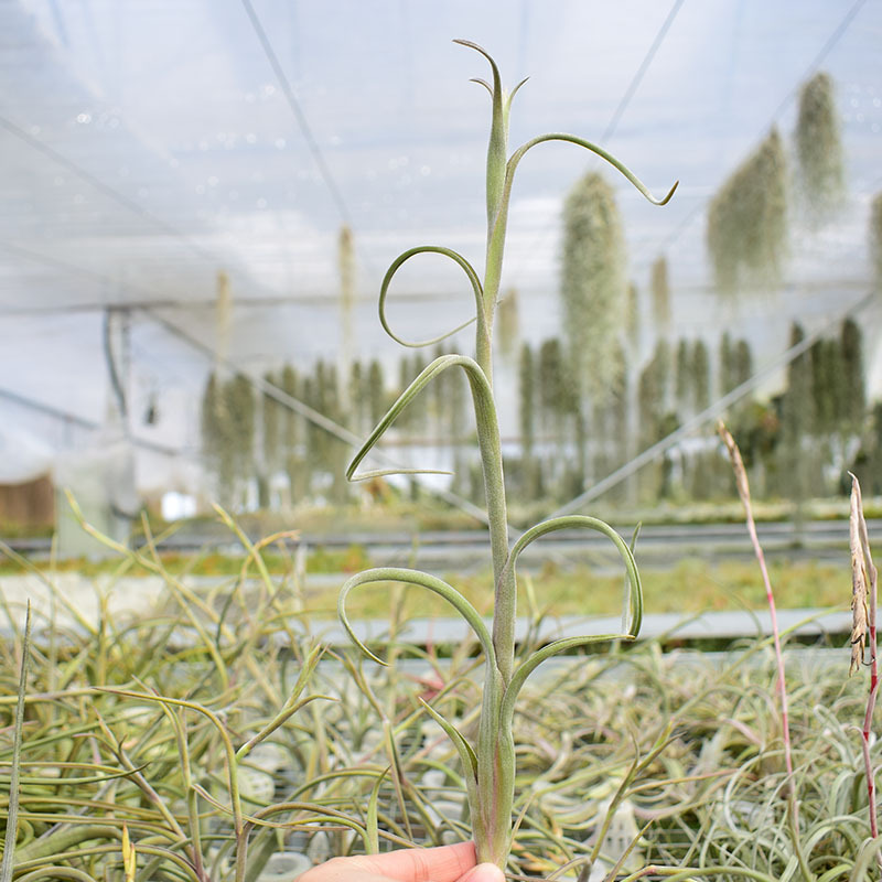 Flower in Flower T.Intermedia Classic Variety Air Pineapple Soilless Plant Lazy Green Plant Base Wholesale