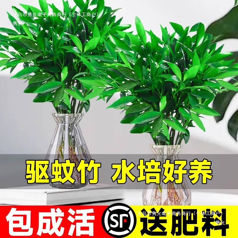 Bamboo and Cypress Mosquito Repellent Bamboo Hydroponic Plants Indoor Living Room Water-Cultured Green Plants Flower Pots Office Desktop Easy to Maintain in All Seasons