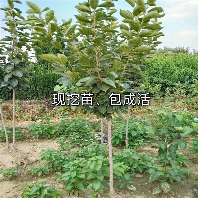 Dropshipping Candied Heart Persimmon Saplings for Planting in Gardens in the North and South, Potted Grafted Sweet and Crispy Persimmon Saplings