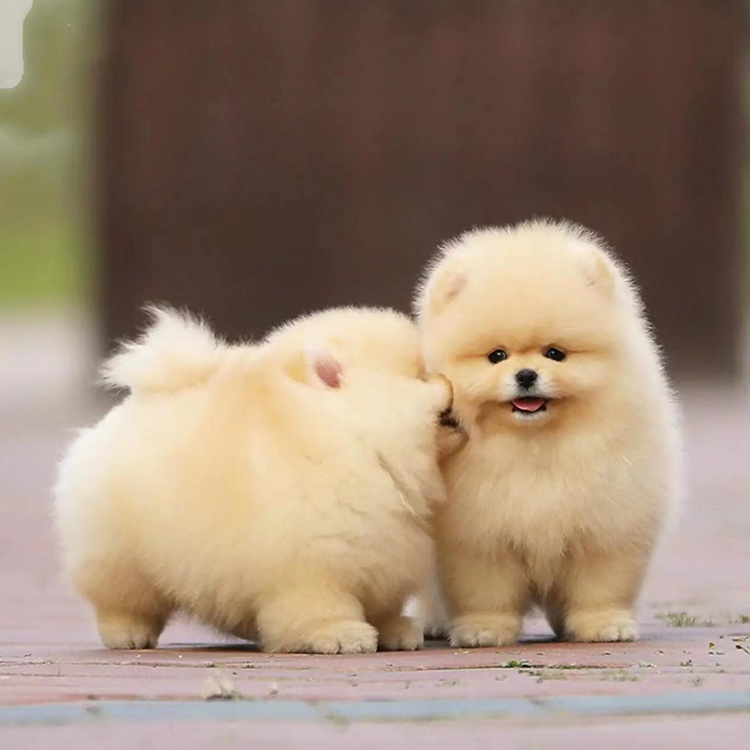 Чистокровные щенки померанского шпица, живые собаки, маленькие собаки померанского шпица, собаки-чайные чашки, собаки Шунджи, домашние собаки, собаки-компаньоны, домашние собаки