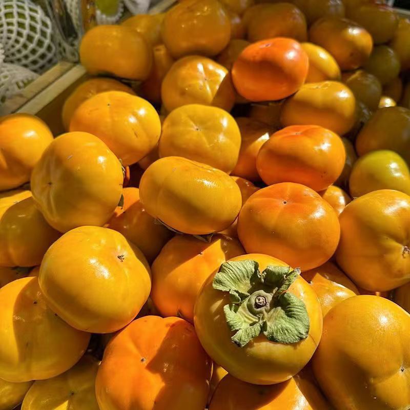 Shaanxi Yangfeng Chocolate Crispy Persimmon Fresh Fruit 5kg Crispy Sweet Hard Persimmon Seasonal Crispy Persimmon Sweet Crispy Persimmon