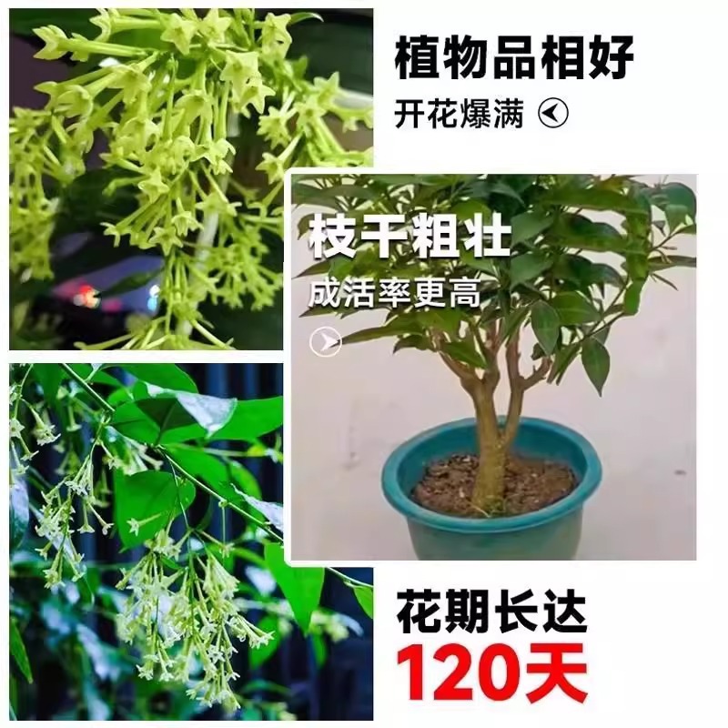 Night-Blooming Jasmine Potted Flower for Indoor Living Room, Easy-To-Care-For Fragrant Mosquito-Repelling Plant for Outdoor Courtyard, Good for Growing Night-Blooming Jasmine Saplings