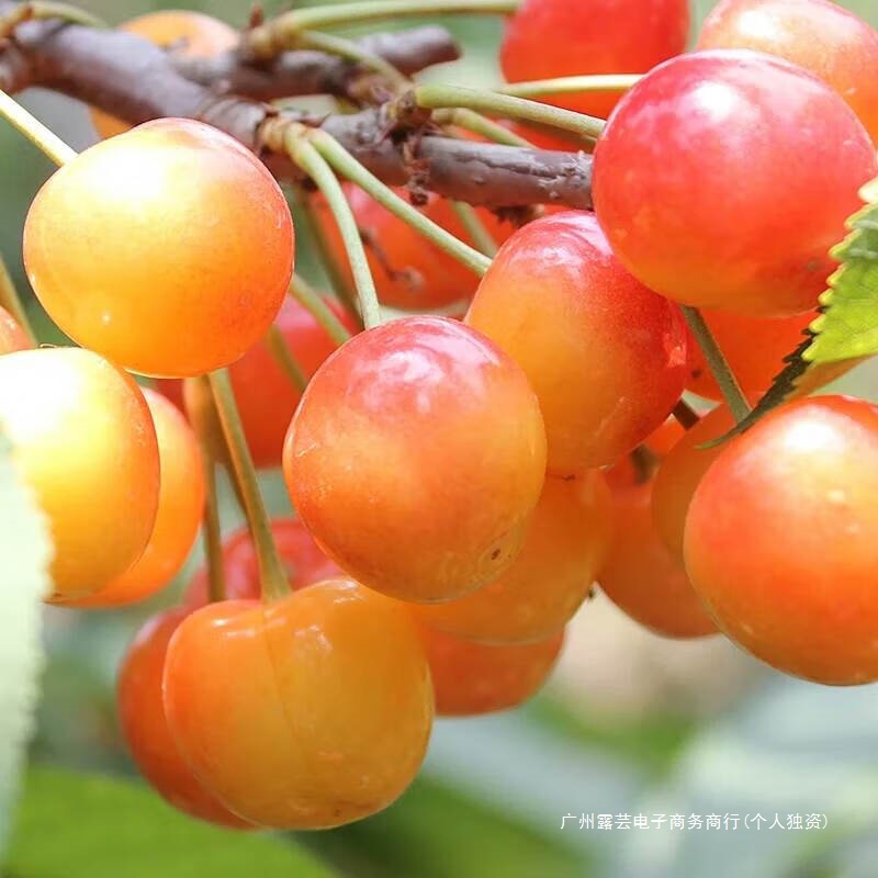 Shandong Yantai Citrine Large Cherry Yellow Honey Yellow Cherry Fresh Fruit Production 2.5kg Open-Air Seasonal