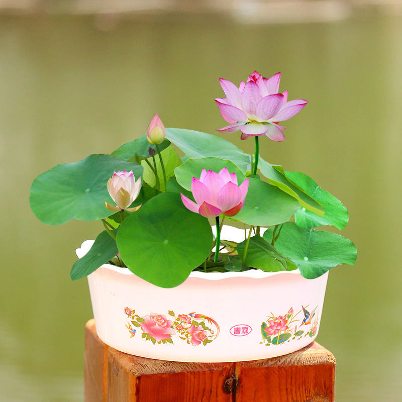Special Lotus Seeds, Open Lotus Seeds, Water Lilies, Hydroponic Seeds for All Seasons, Water-Grown Bowl Lotus Flowers
