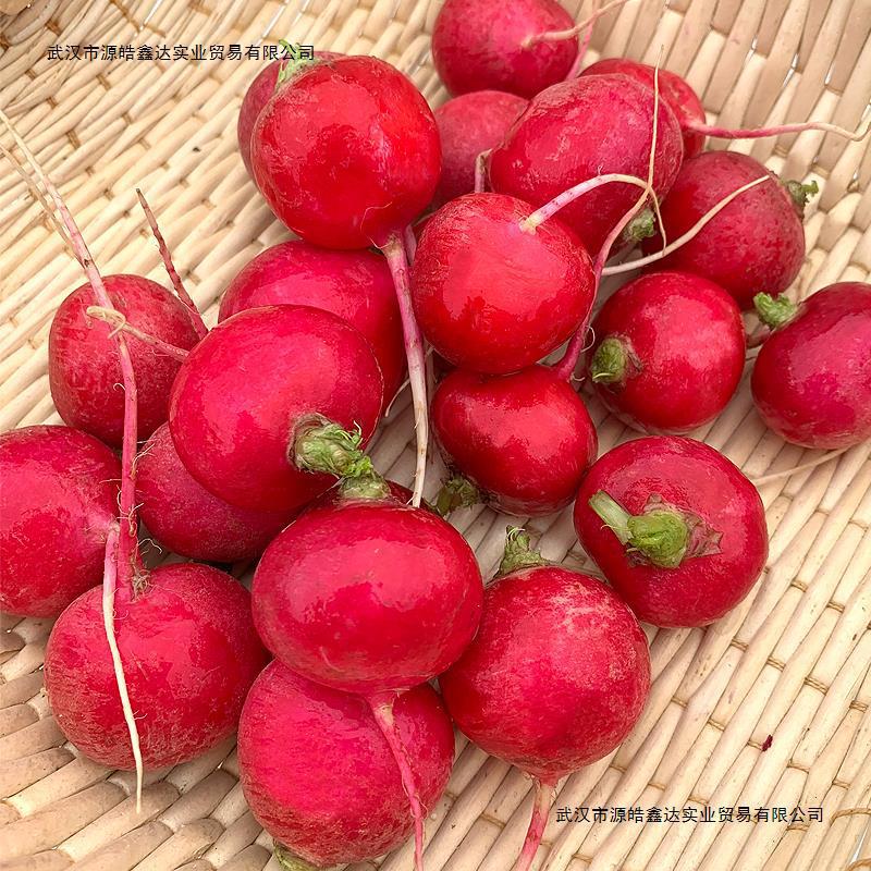 Fresh Cherry Radish, Mini Fruit Radish, Small Red Round Radish, Raw Vegetable Western Salad Ingredients
