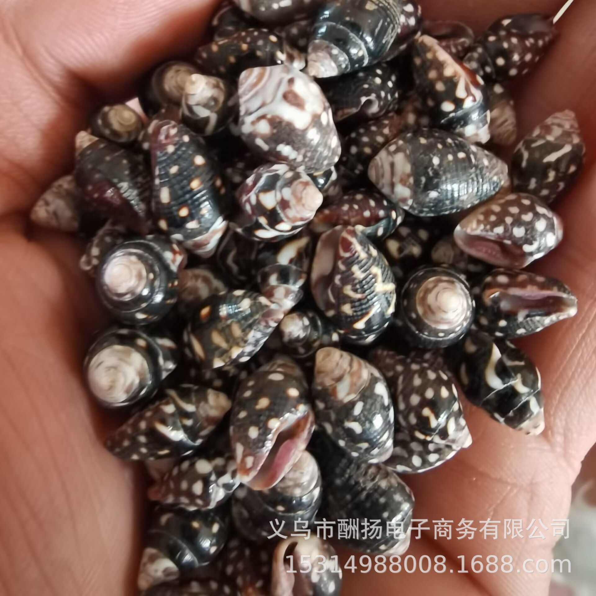 White small shell conch snow Shell natural rice snail DIY ocean bottle material small starfish micro landscape landscaping accessories