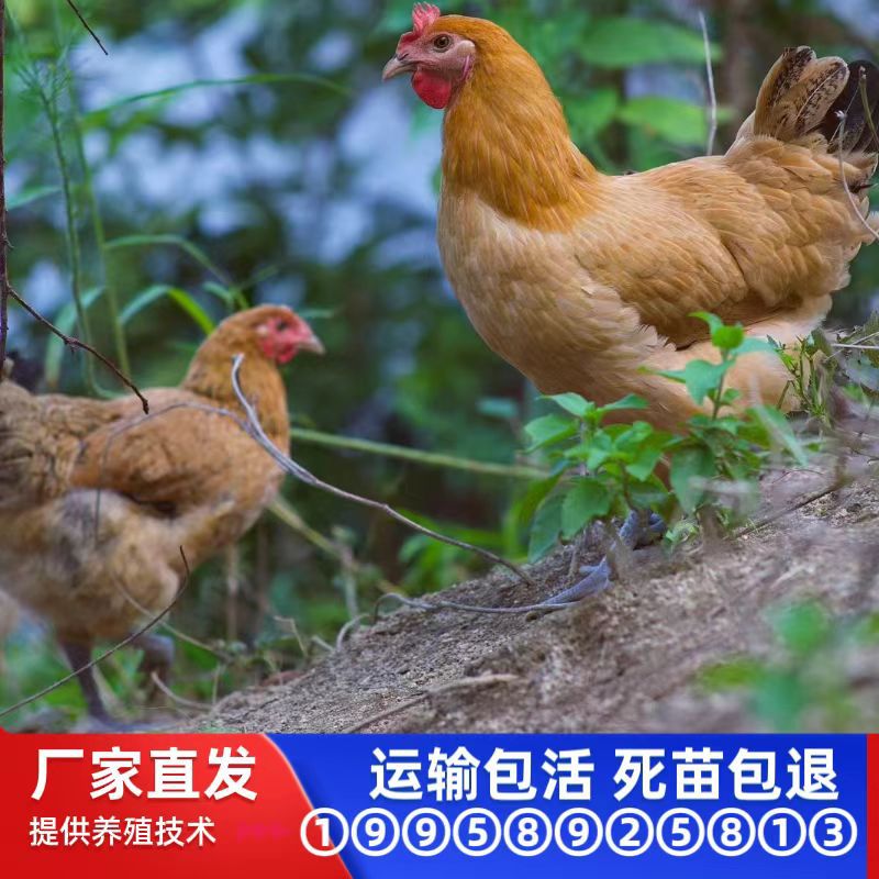 Оптовая продажа куриных цыплят с зелеными ногами, женские, фермерские, свободно гуляющие, местные куриные цыплята, живые цыплята из яйца