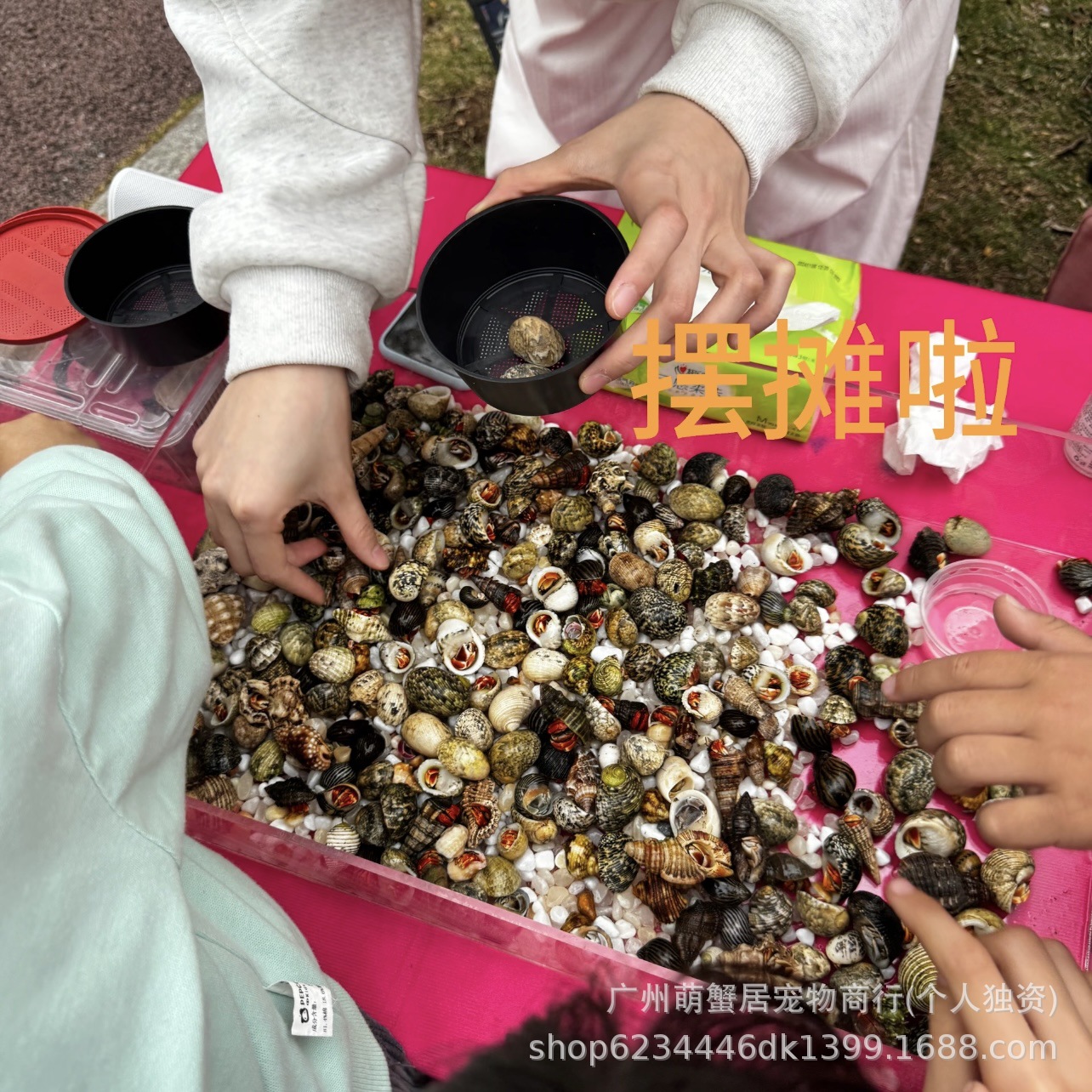 Terrestrial hermit crab live wholesale primary source of wholesale strawberry blackberry gray short wrist dark purple