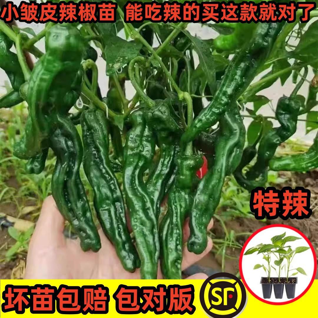 Vegetable Seedlings and Seedlings, Balcony Potted Plants, High-Yielding Cherry Tomatoes, Tomatoes, Peppers, Eggplants, Cucumber Seedlings with Soil