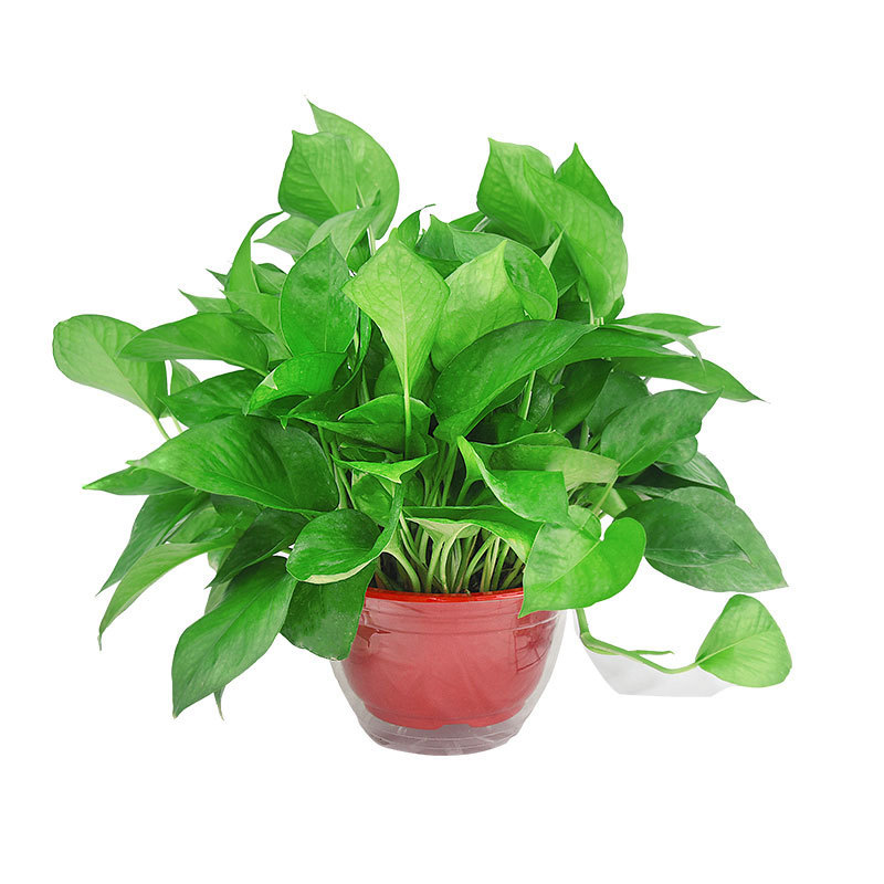 Green Radish Hydroponic Indoor Formaldehyde-Absorbing Green Plant Hydroponic Plant Long Vine Spider Orchid Evolution Air Green Radish Potted Plant Wholesale