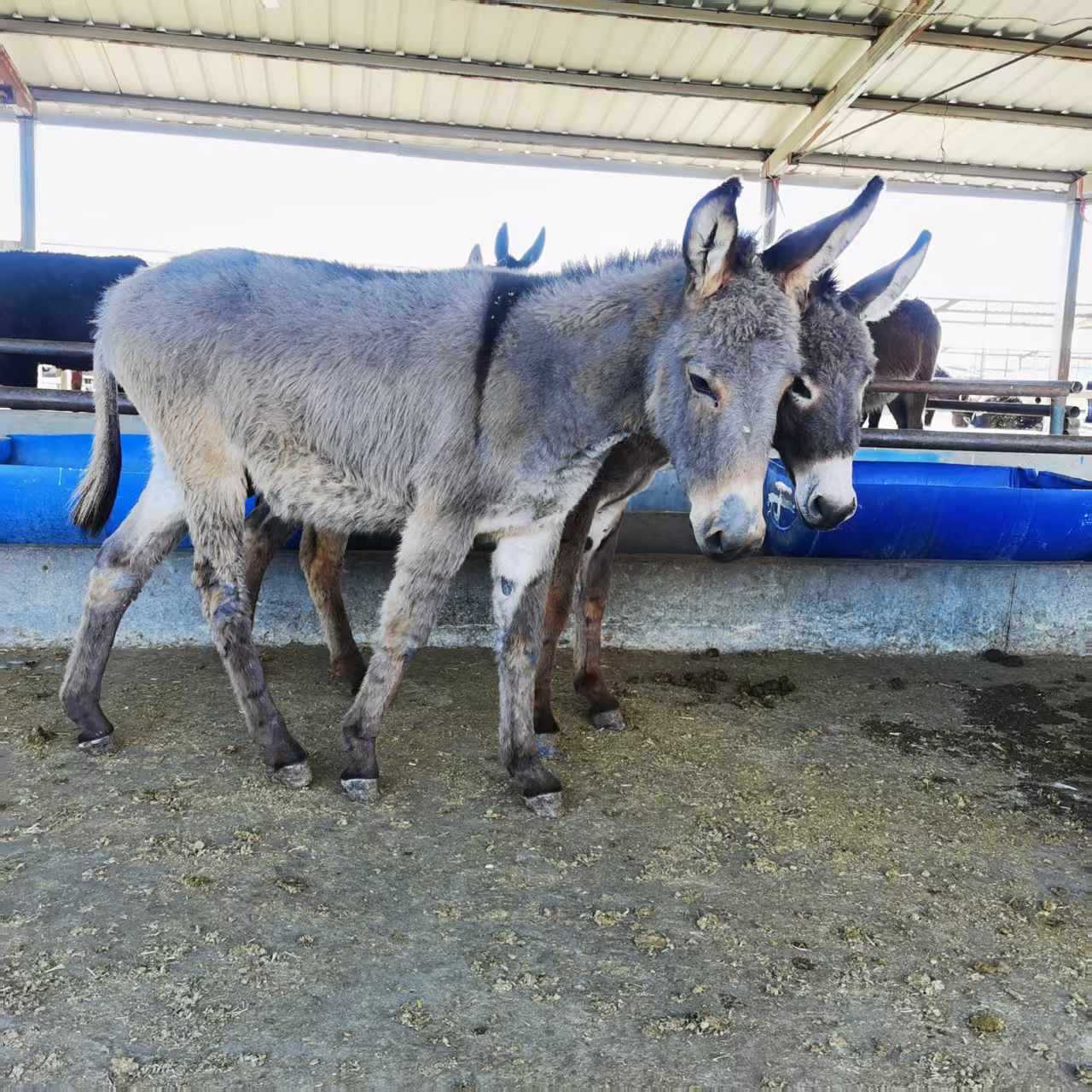 Живой мини-осел для просмотра и верховой езды, осел для запряжки, маленький осел для живописных мест и усадеб, мини-осел на продажу