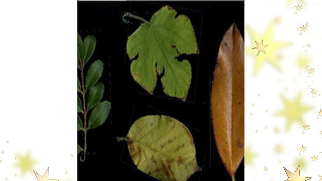 Plant Image Analysis System Model: DF-NHZL-LAS Library Number: D97372