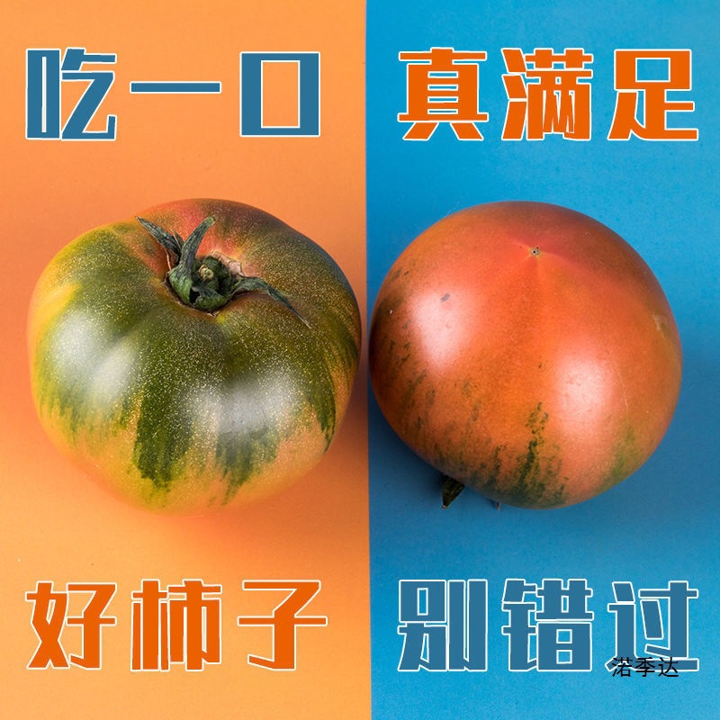 Alkaline Iron Peel Strawberry Persimmon Panjin Alkaline Natural Ripe Tomatoes Yingkou Green Eagle Claw Dandong Seasonal Tomatoes