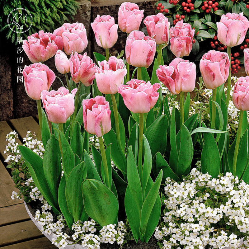 Double Tulip Wholesale Flower Dutch Perennial 5 Degree Large Bulb Lily Indoor and Outdoor Plant Potted Easy to Grow