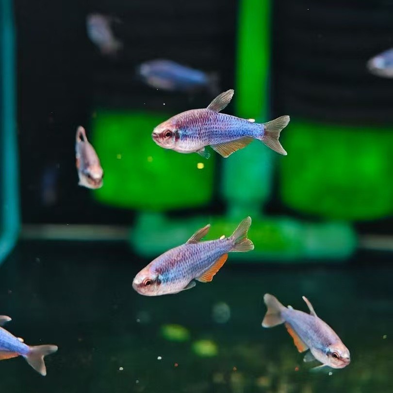 Шанхайская тропическая рыба, оптовая, южноамериканская, декоративная рыба, ламповая рыба, супер синий король, супер синий кэрри