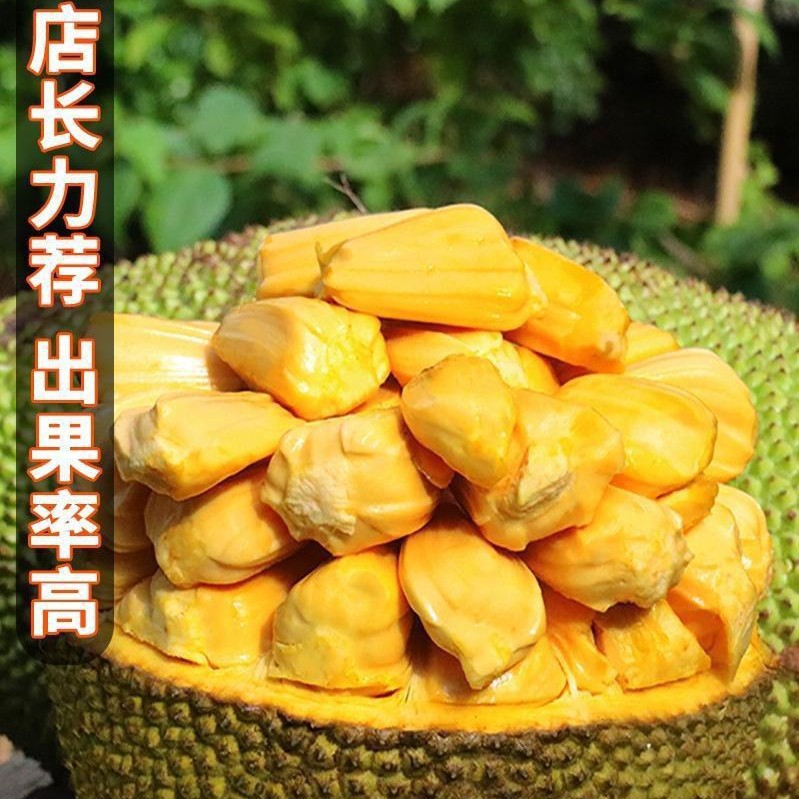 Seasonal Fresh Fruit from Hainan Sanya, Yellow-Fleshed Jackfruit, 20kg Whole Jackfruit, Free Shipping, Red Grade 2