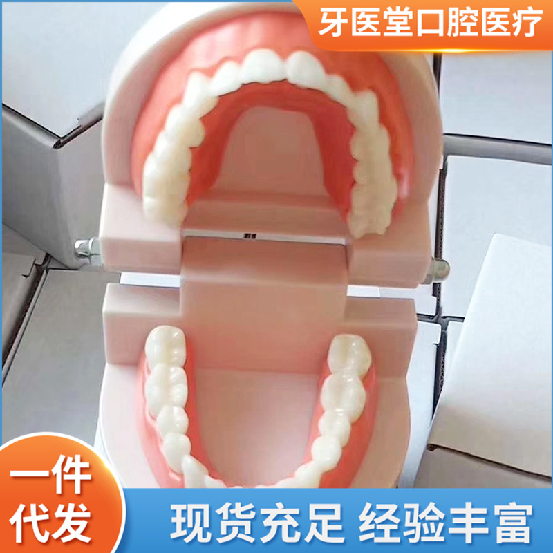 Dental teaching model children's brushing teaching model teeth whitening practice model practice teaching model