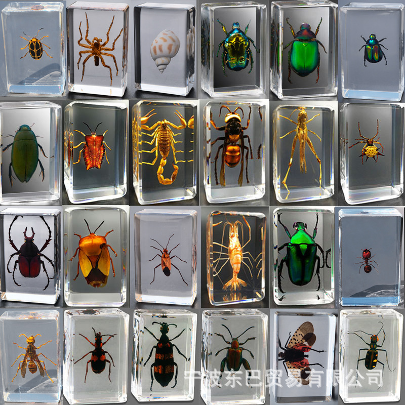 Amazon Кросс-Бордер Новые Реальные Насекомые Экспонат Прозрачная Смола Паук Осенний Доспех Алый Скорпион Бабочка Популярная Наука