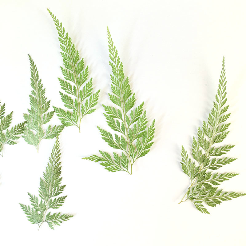 Green Black Fern Plant Specimen Kindergarten Handmade Leaf Sticker Mobile Phone Shell Baffle Table Lamp Dropping Glue Dried Flower Embossing