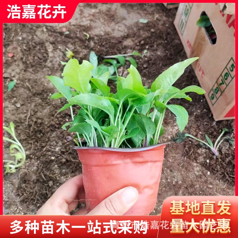 Pine Cone Seedlings Potted Qingzhou Supplies May Day Seedlings Perennial Florals Perennial Pine Cone Seedlings