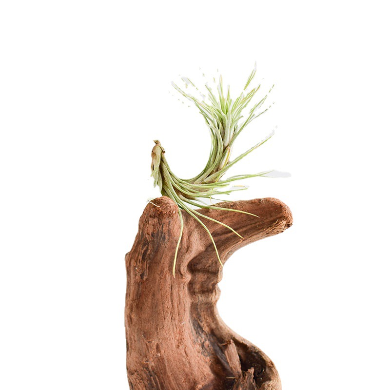 Little Fox Tail Manufacturer Direct Supply Base Delivery Air Pineapple Soilless Plant Lazy Novelty Plant