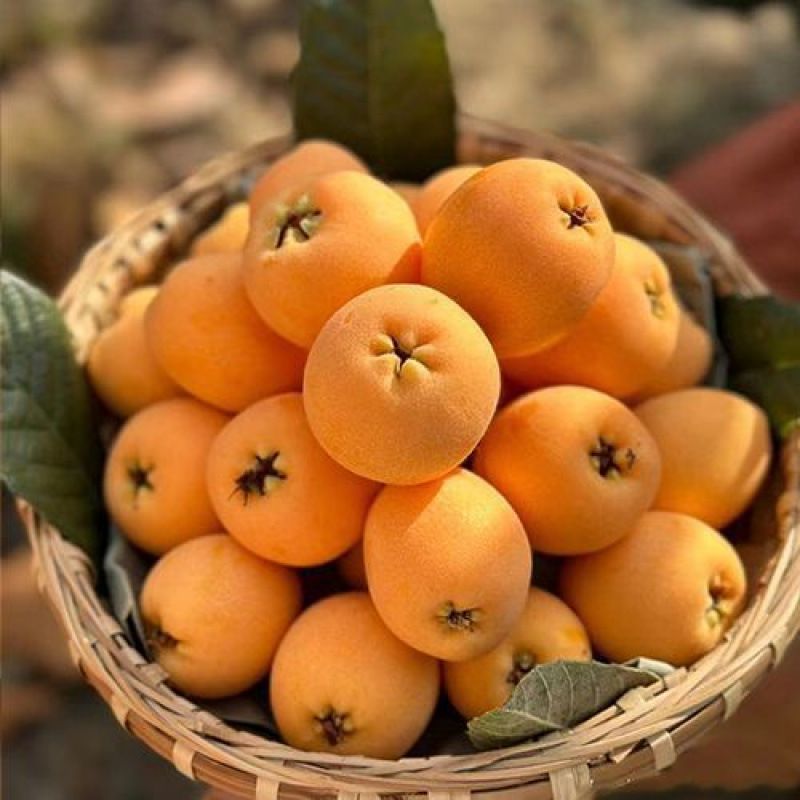 Freshly Picked Yunnan Mengzi Loquat, Fresh Net Weight, Seasonal Large Fruit, Freshly Picked Fruit, Free Shipping for Pregnant Women