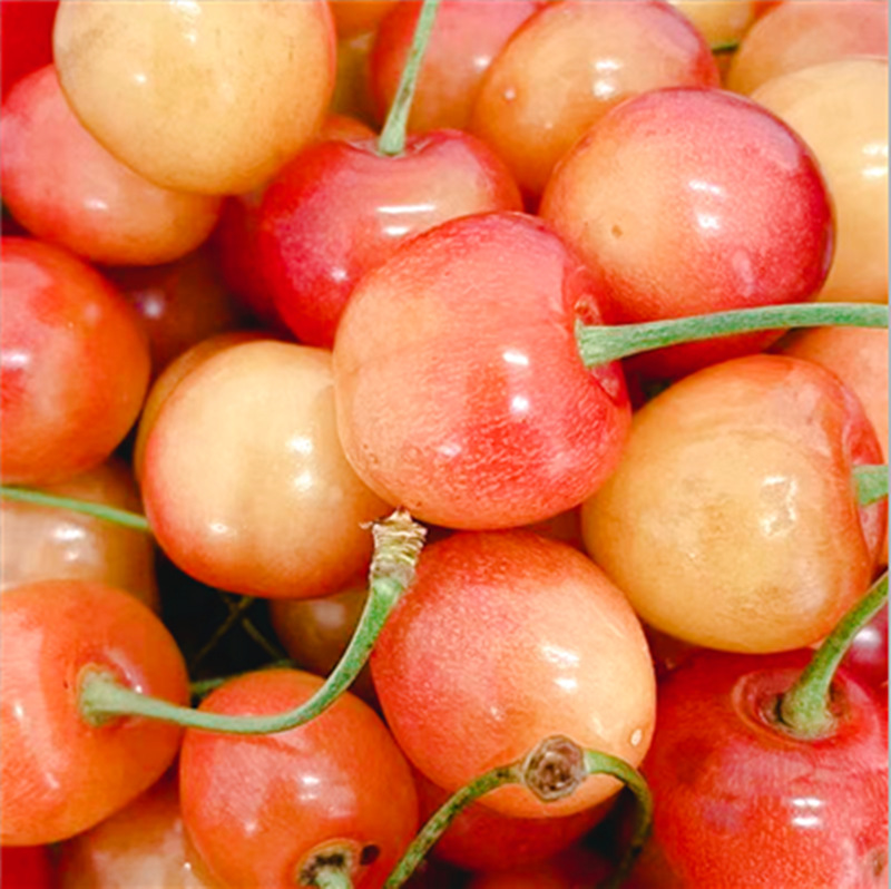 Shandong Yellow Cherry Open-air Yantai Citrine Yellow Honey Gold Rainey Cherry 5 Fruit Fresh