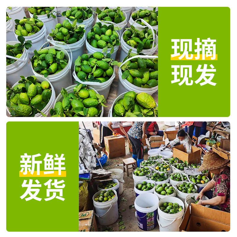 Guangdong Perfume Lemon Fresh Authentic Green Lemon Seedless Large Fruit First-Class Fruit Seasonal Fruit Milk Tea Shop Exclusive