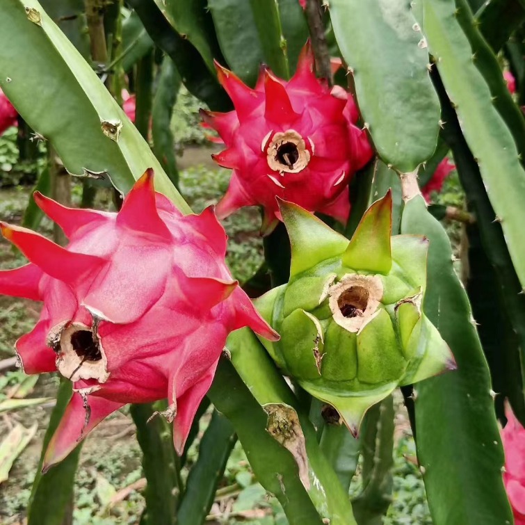 Dragon Fruit, Kyoto No. 1 Red Heart Variety, Thin Skin, Sweet Taste, Direct Delivery from the Place of Origin, Whole Box, One-Piece Delivery, Direct Supply from Yunnan