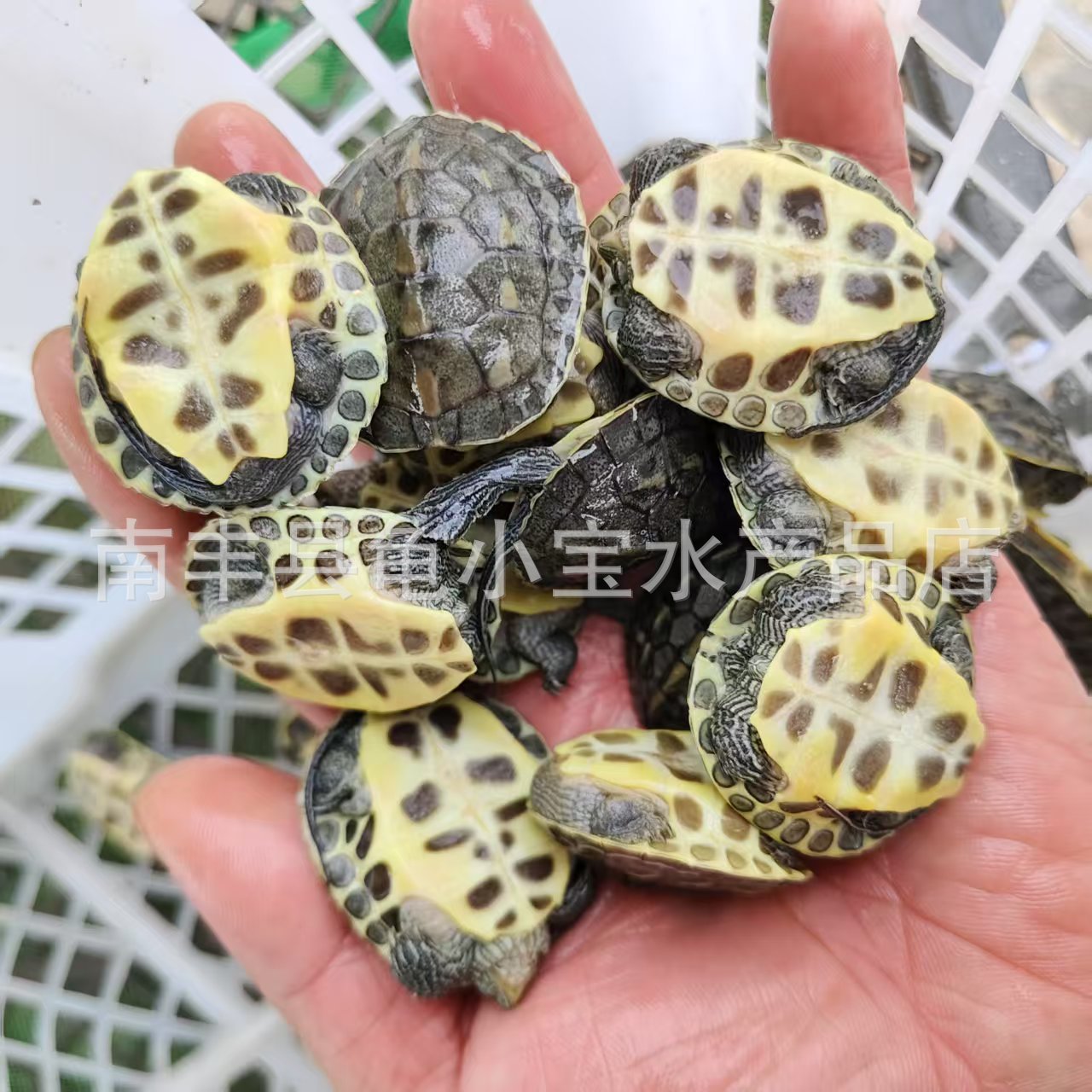 Waitang size pearl turtle pet seedlings Chinese flower turtle Taiwan grass turtle ornamental turtle deep water turtle farm wholesale