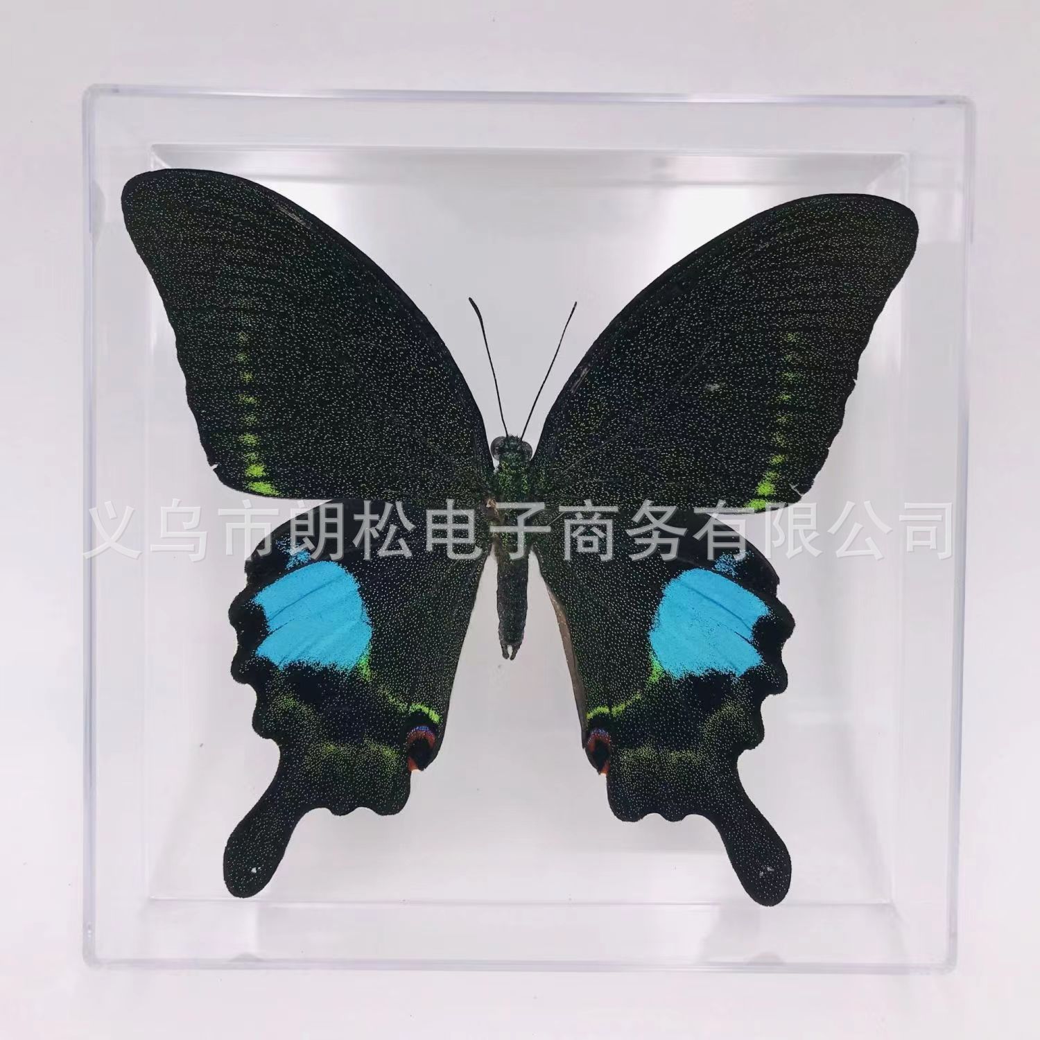 Factory direct supply of real butterfly specimens boutique transparent boxed ornaments photo props children students teaching supplies