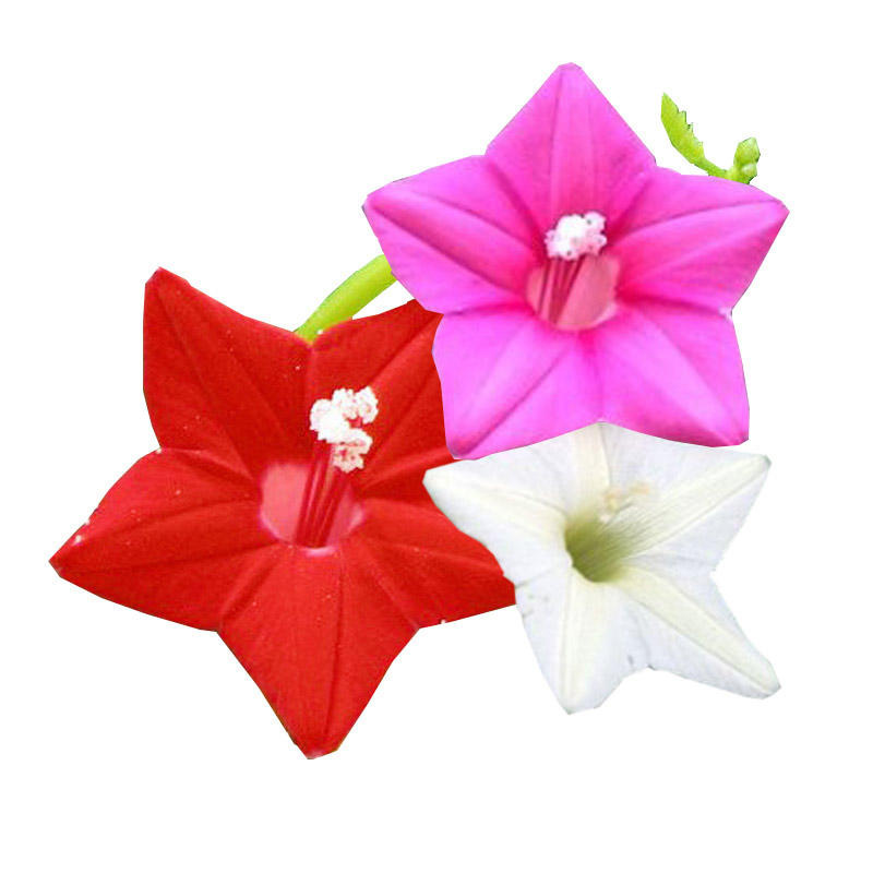 Trichosanthes laurel flower seed five-pointed star flower seed seed seed Trichosanthes laurel pine seed climbing seedling balcony potted four seasons easy to live