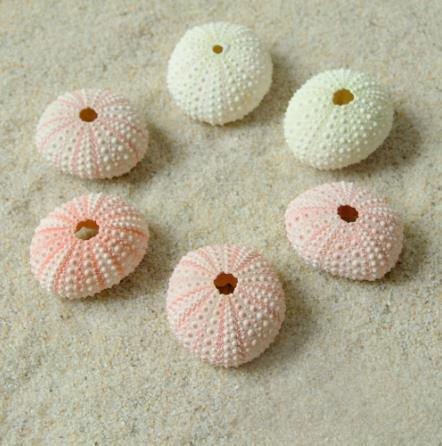 Natural Shell Conch Series Sea Urchin Shell Specimen Crafts Home Collection Ornaments Decorative Air Pineapple Base