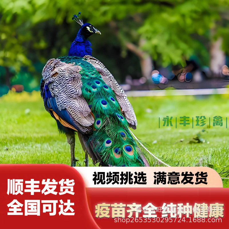 Where Can I Buy a Blue Peacock with Spread Wings? How Much Does It Cost to Raise Live Peacocks for Sale? How Much Does a Peacock Egg and Meat Cost?